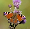 Papillons